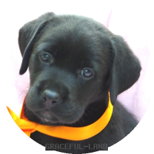 英国ラブラドールの子犬